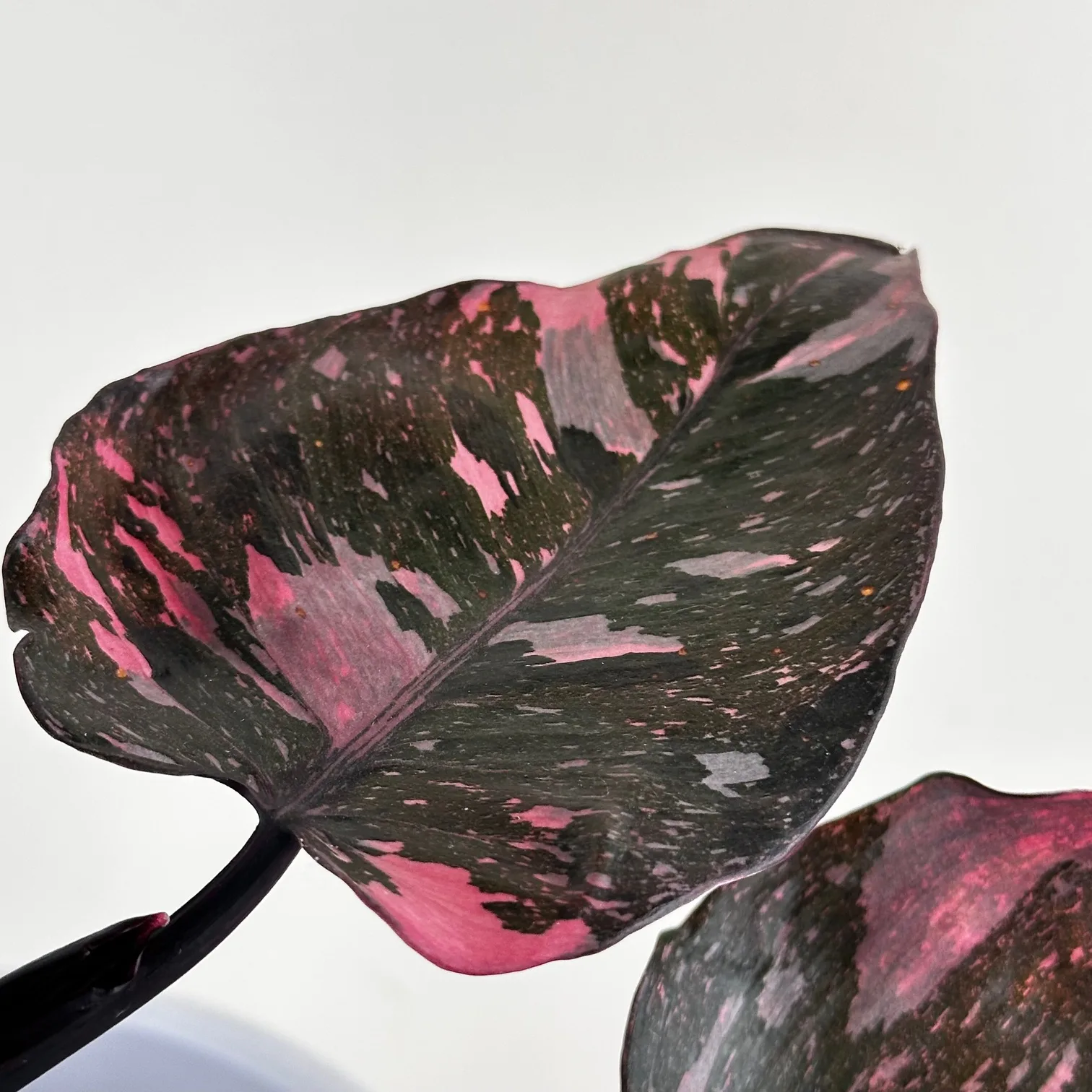 Philodendron Marble Pink 12cm - Image 3