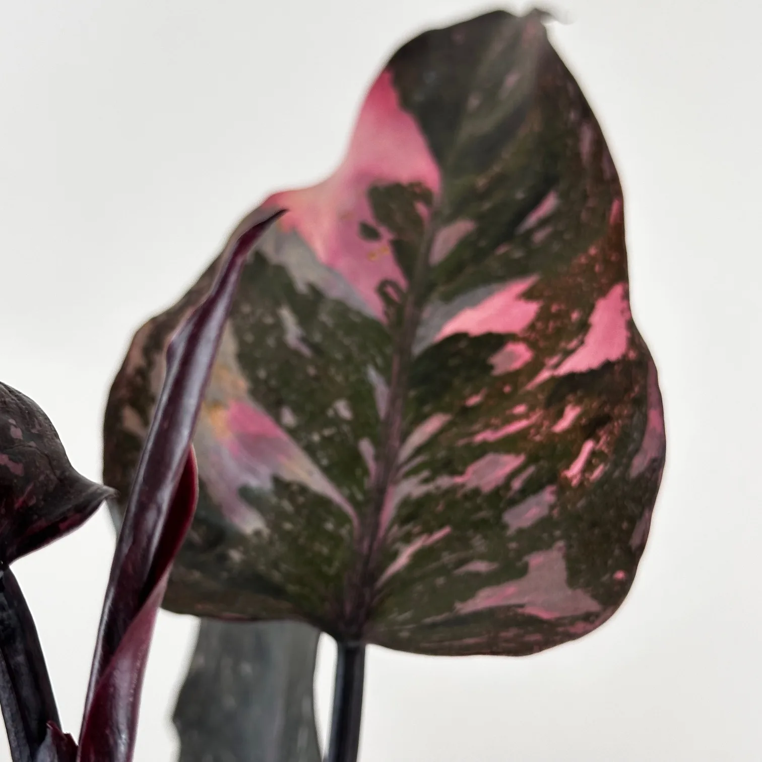 Philodendron Marble Pink 12cm - Image 4