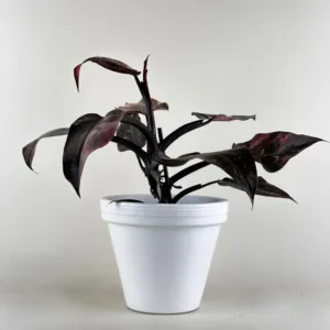 Philodendron Marble Pink 12cm