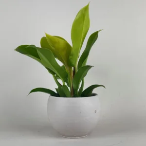 Philodendron 'Moonlight' 4in