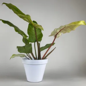Philodendron Snowdrift 12cm