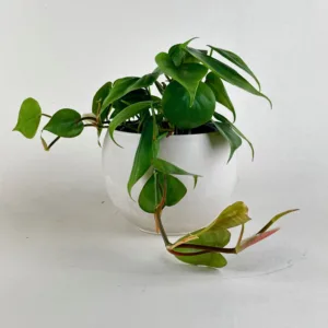 Philodendron, Heart-Leaf