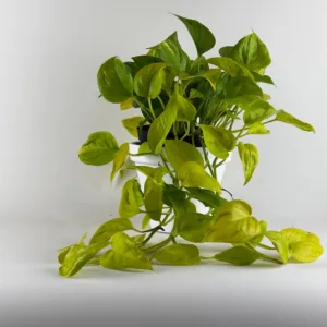 Pothos 'Champs Elysees' 6in.