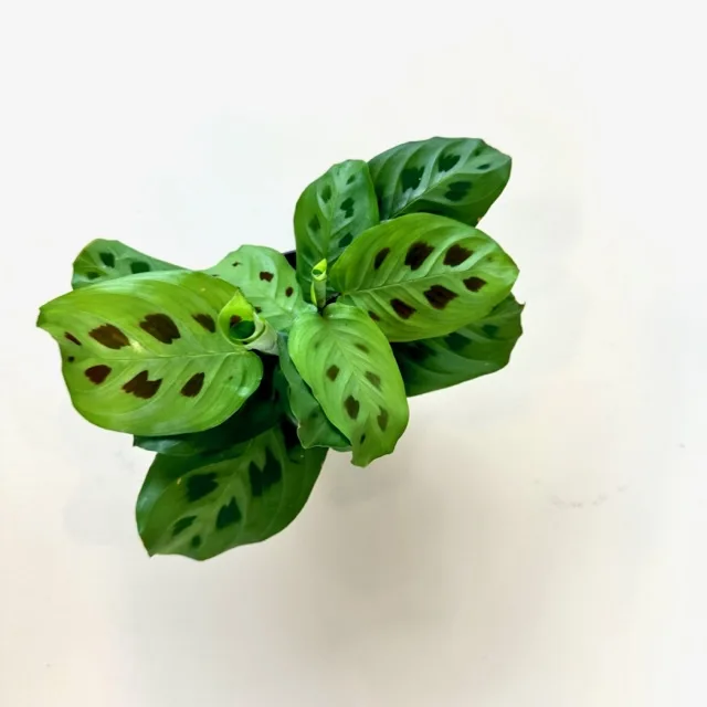 Prayer Plant 'Rabbit Tracks' 4in - Image 2