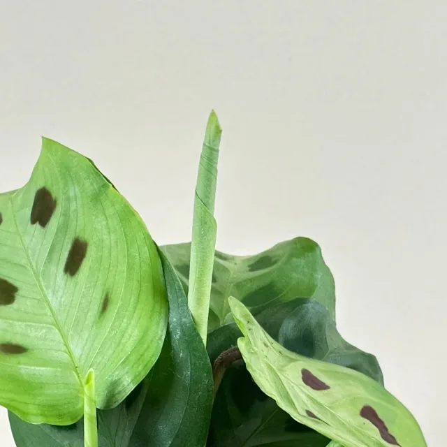 Prayer Plant 'Rabbit Tracks' 4in - Image 3