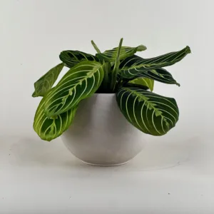 Prayer Plant 'Lemon Lime'