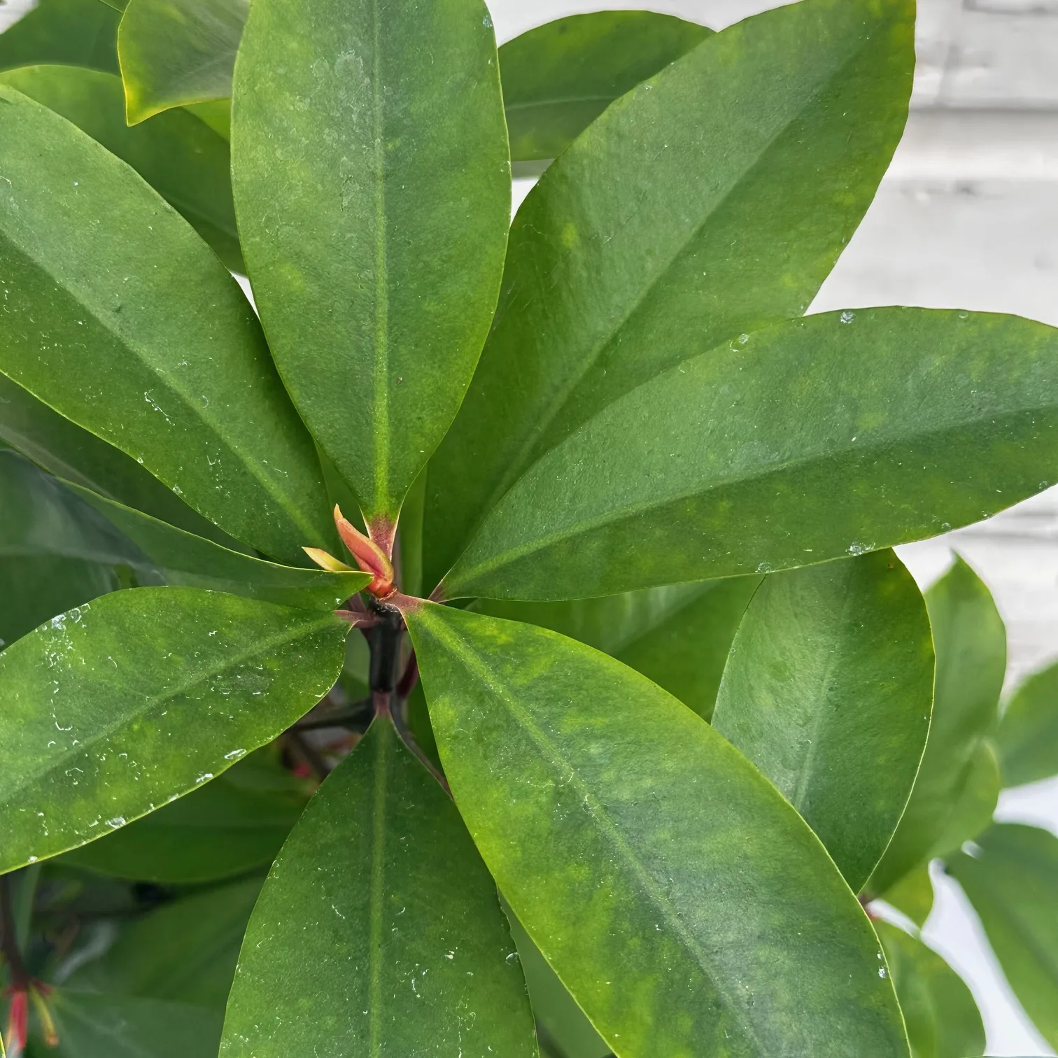 Red Ardisia - Image 3