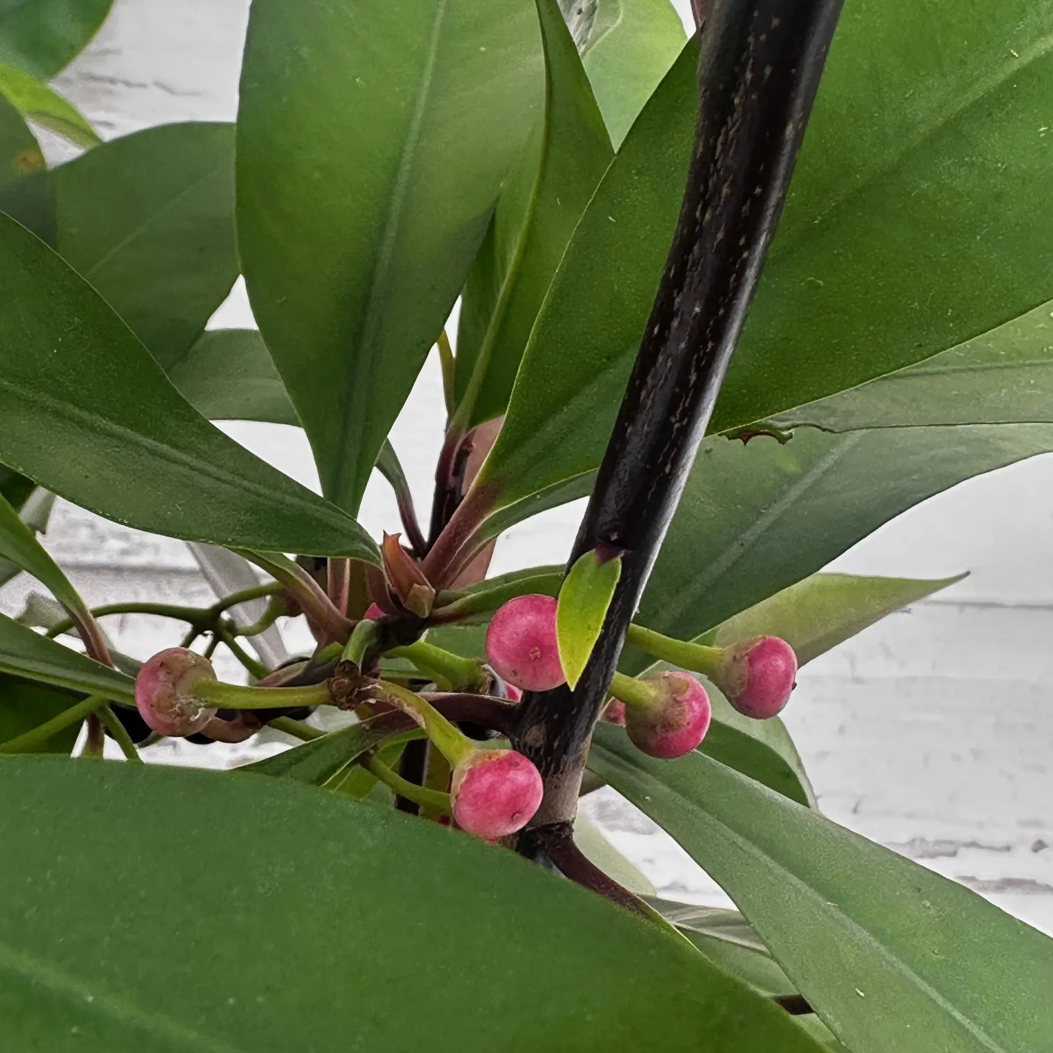 Red Ardisia - Image 4