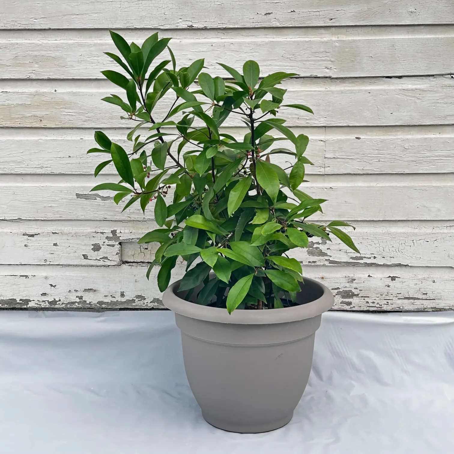 Red Ardisia - Image 2