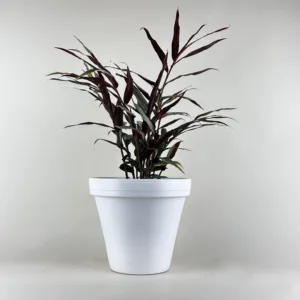 Red Bamboo Ginger 6in