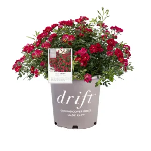 Rose 'Red Drift'