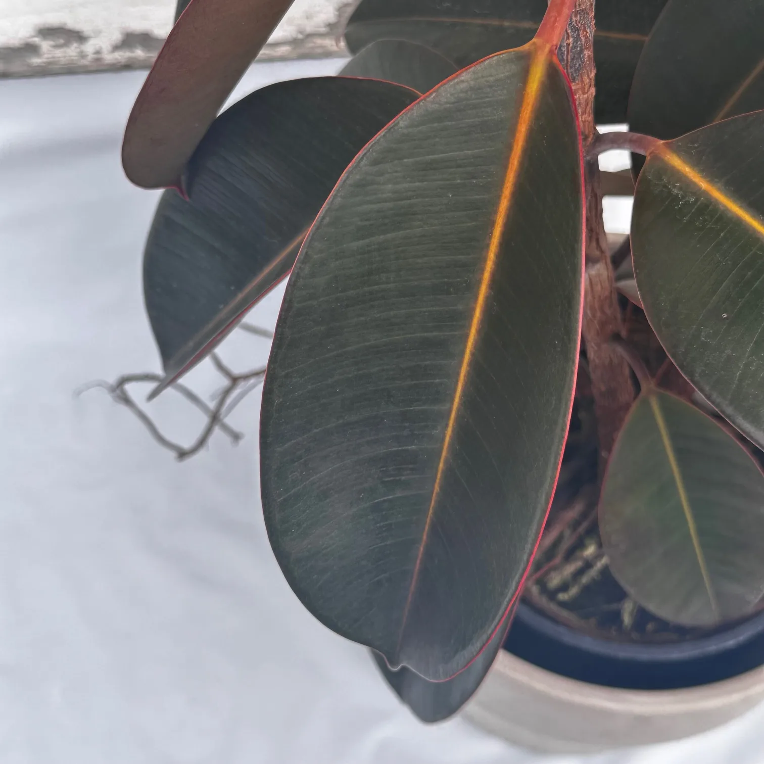 Ficus 'Burgundy' - Image 4