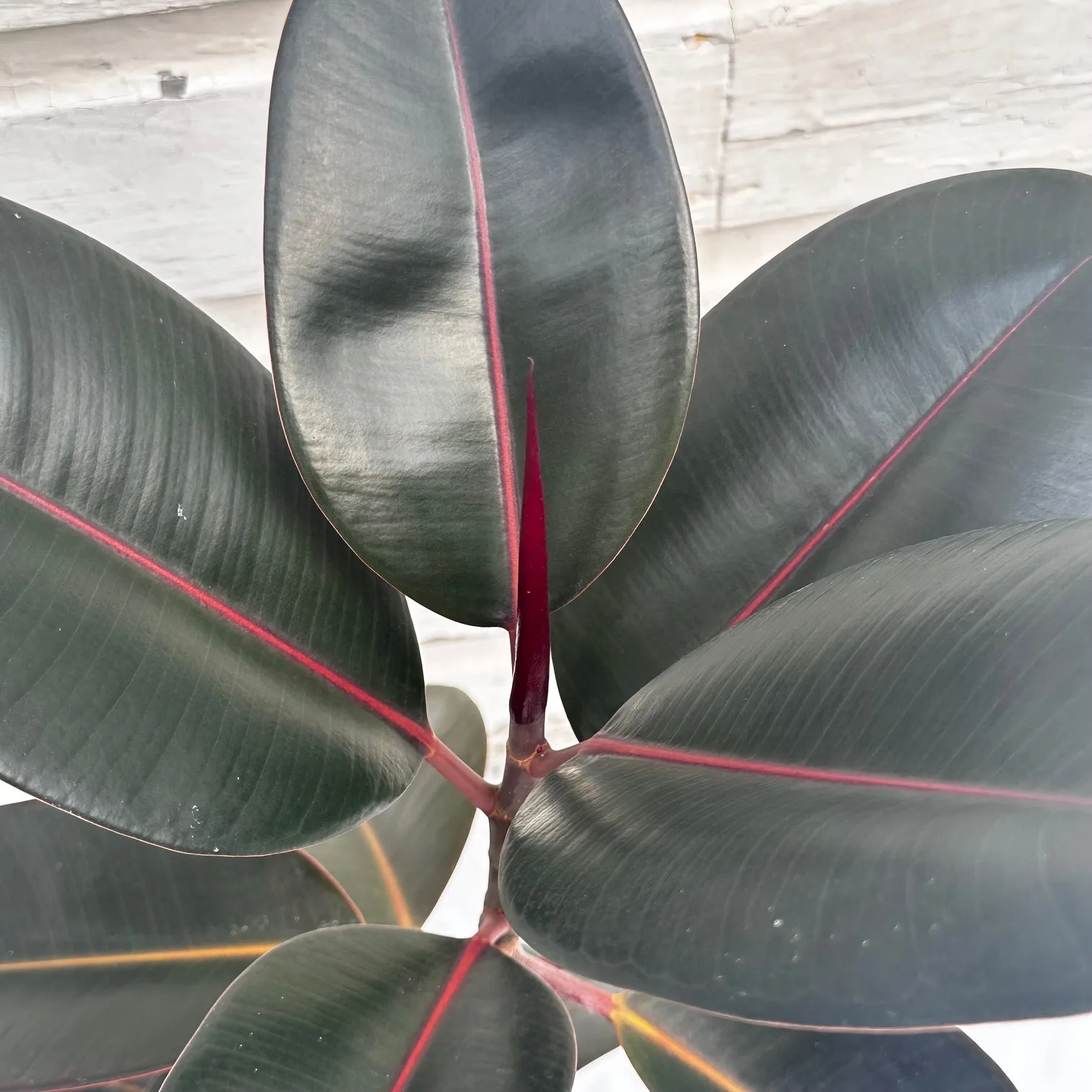 Ficus 'Burgundy' - Image 3