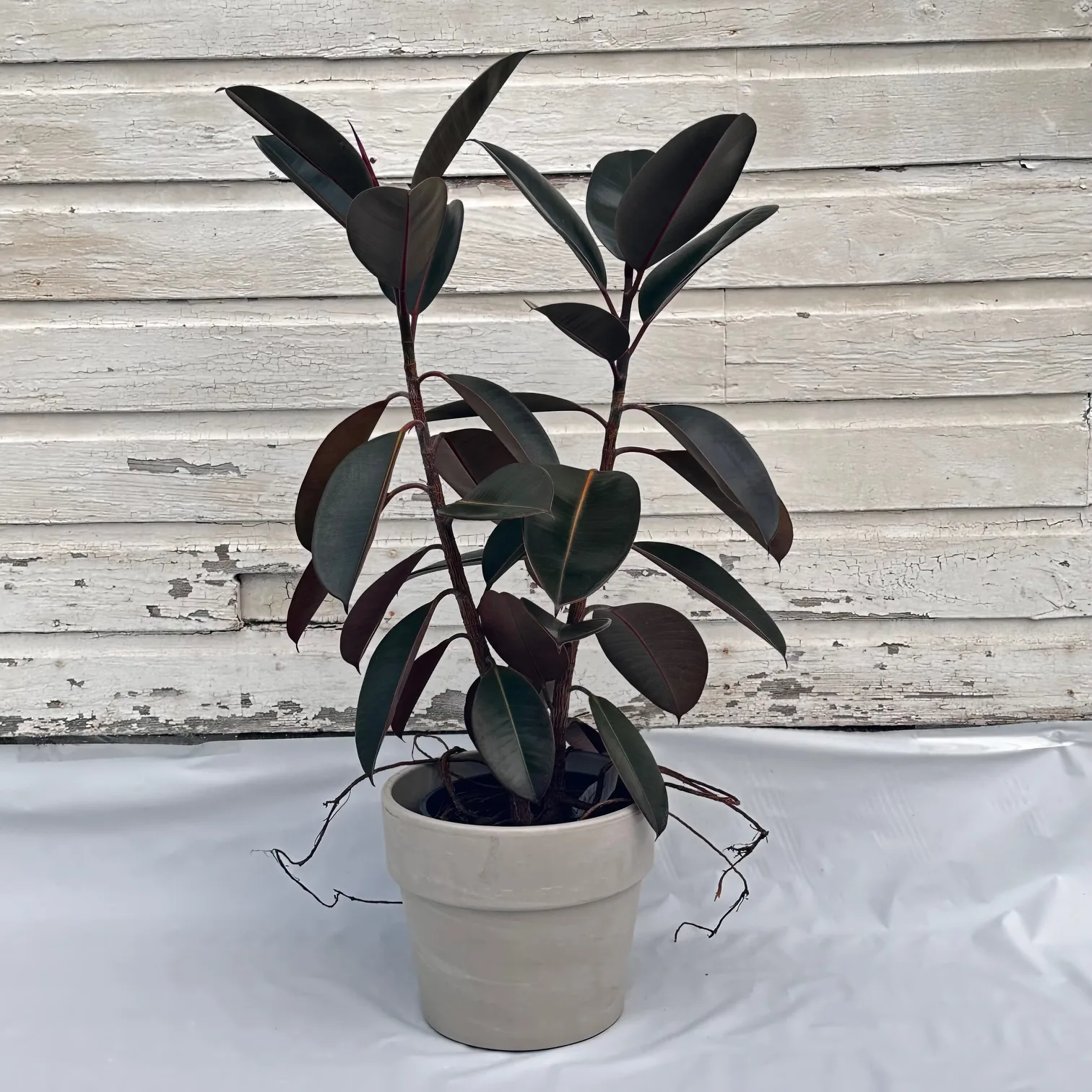 Ficus 'Burgundy' - Image 2