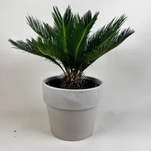 Sago Palm 10in