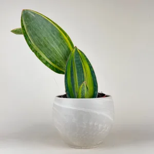 Sansevieria 'Whale Fin Variegated' 6in