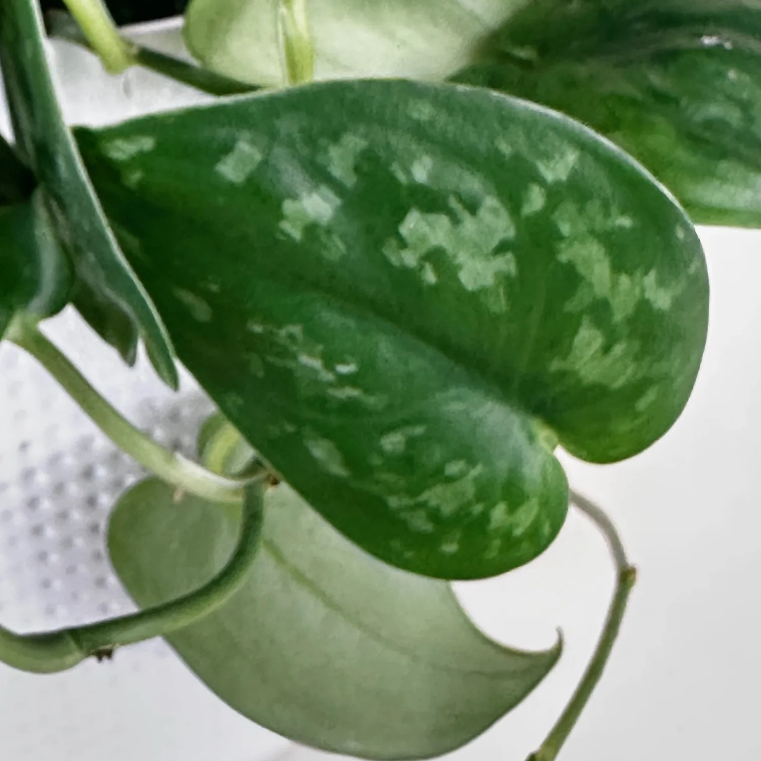 Satin Pothos 'Silver Platinum' - Image 2