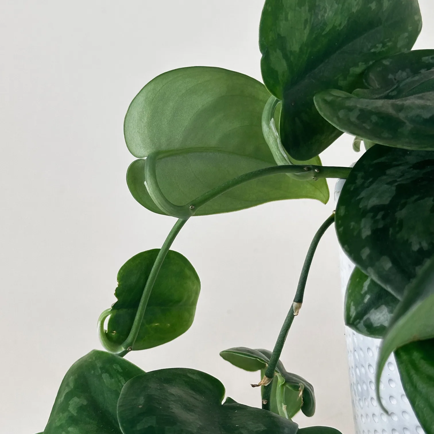 Satin Pothos 'Silver Platinum' - Image 3