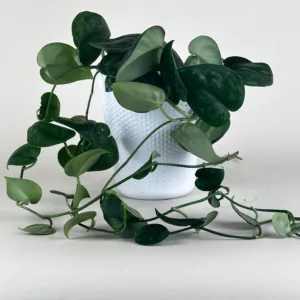 Satin Pothos 'Silver Platinum'