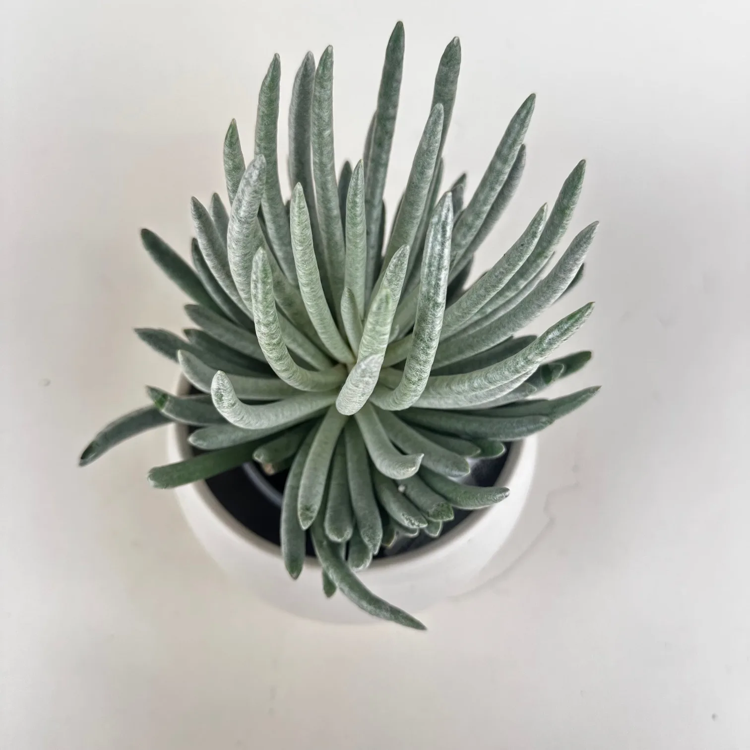 Senecio Mini Mammoth 9cm - Image 2