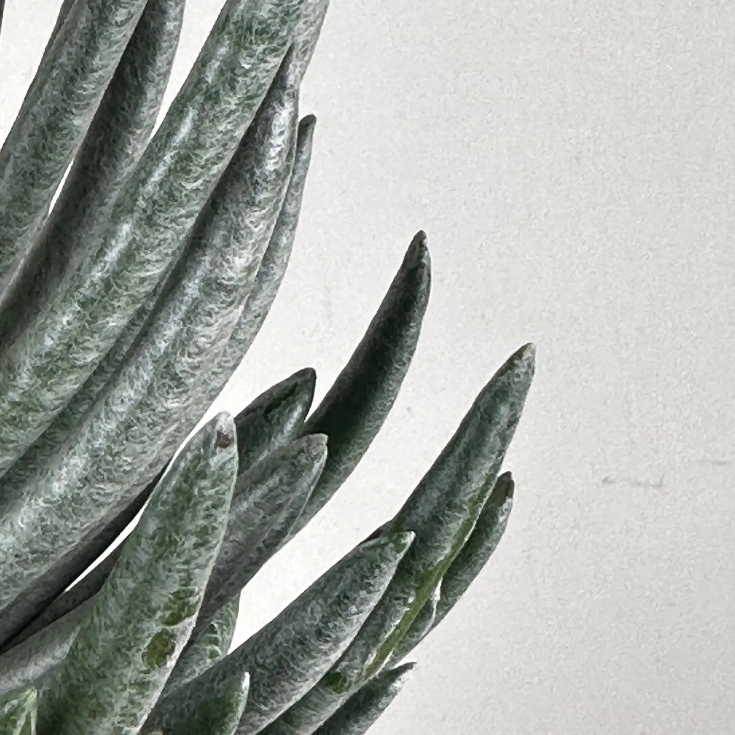 Senecio Mini Mammoth 9cm - Image 4