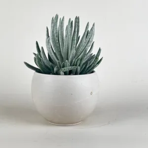 Senecio Mini Mammoth 9cm