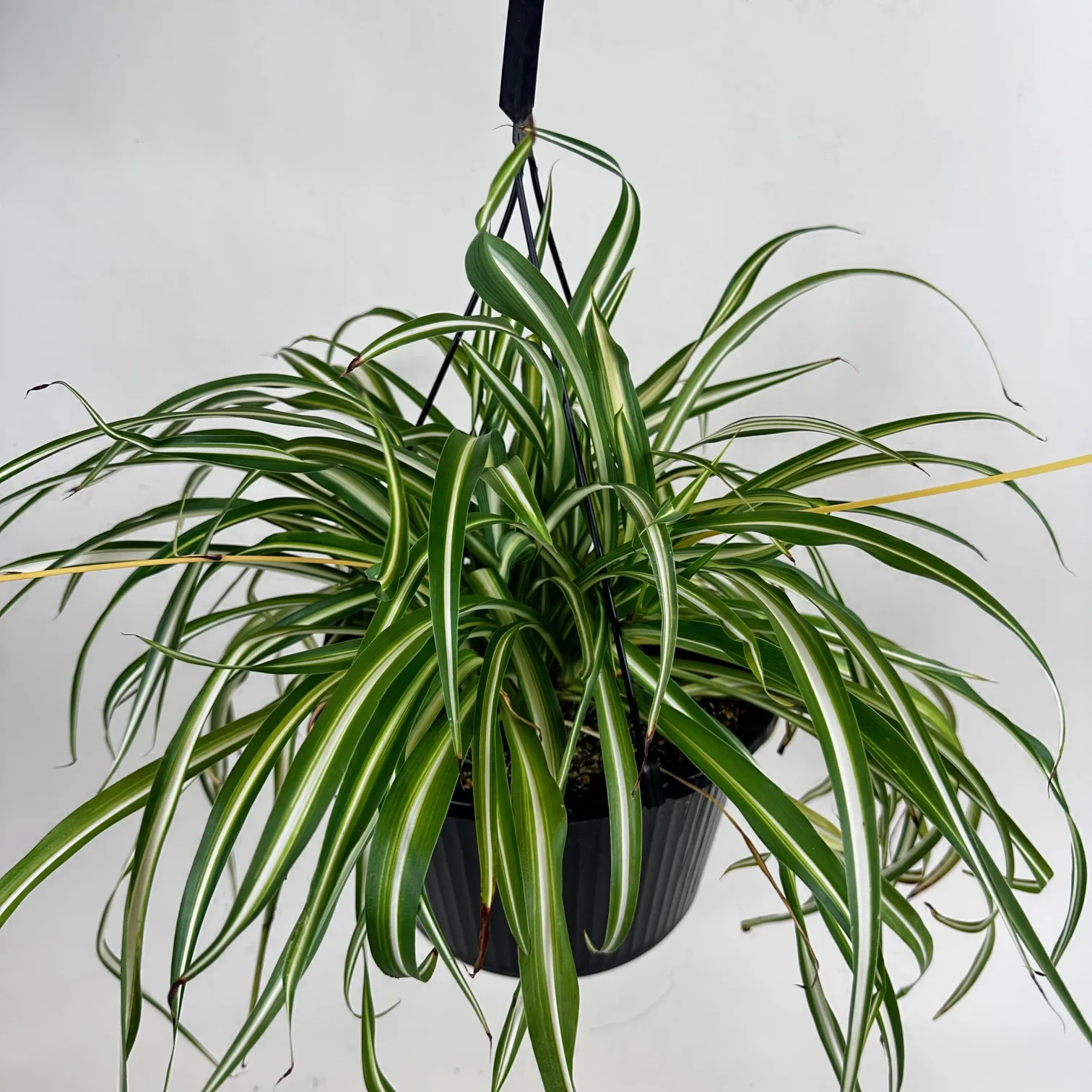 Spider Plant - Image 2