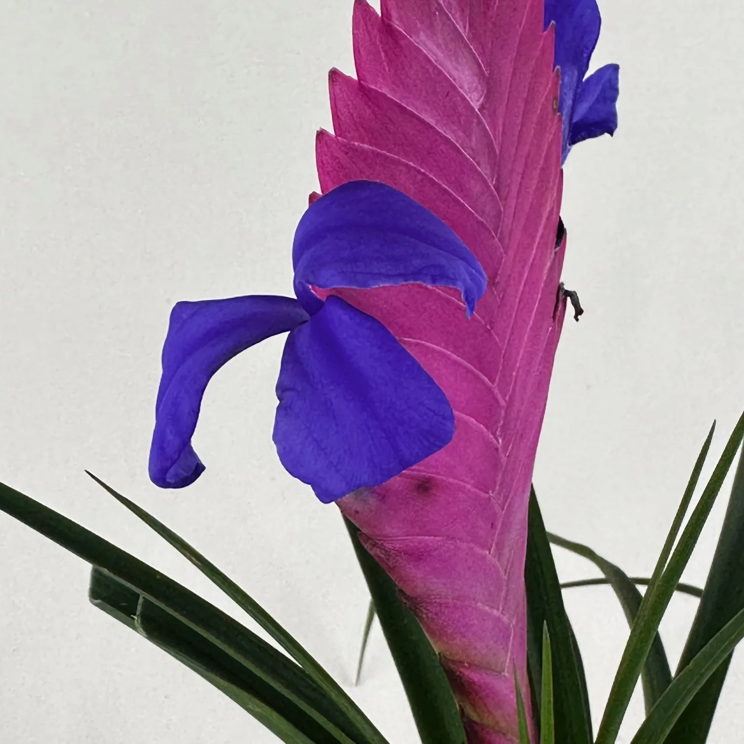Tillandsia cyanea 4in. - Image 3