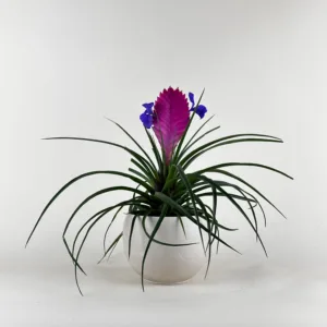 Tillandsia cyanea 4in.