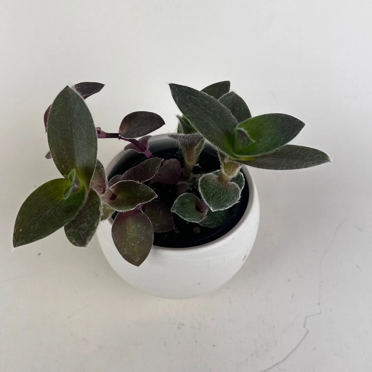 Tradescantia sillamontana 4in. - Image 2