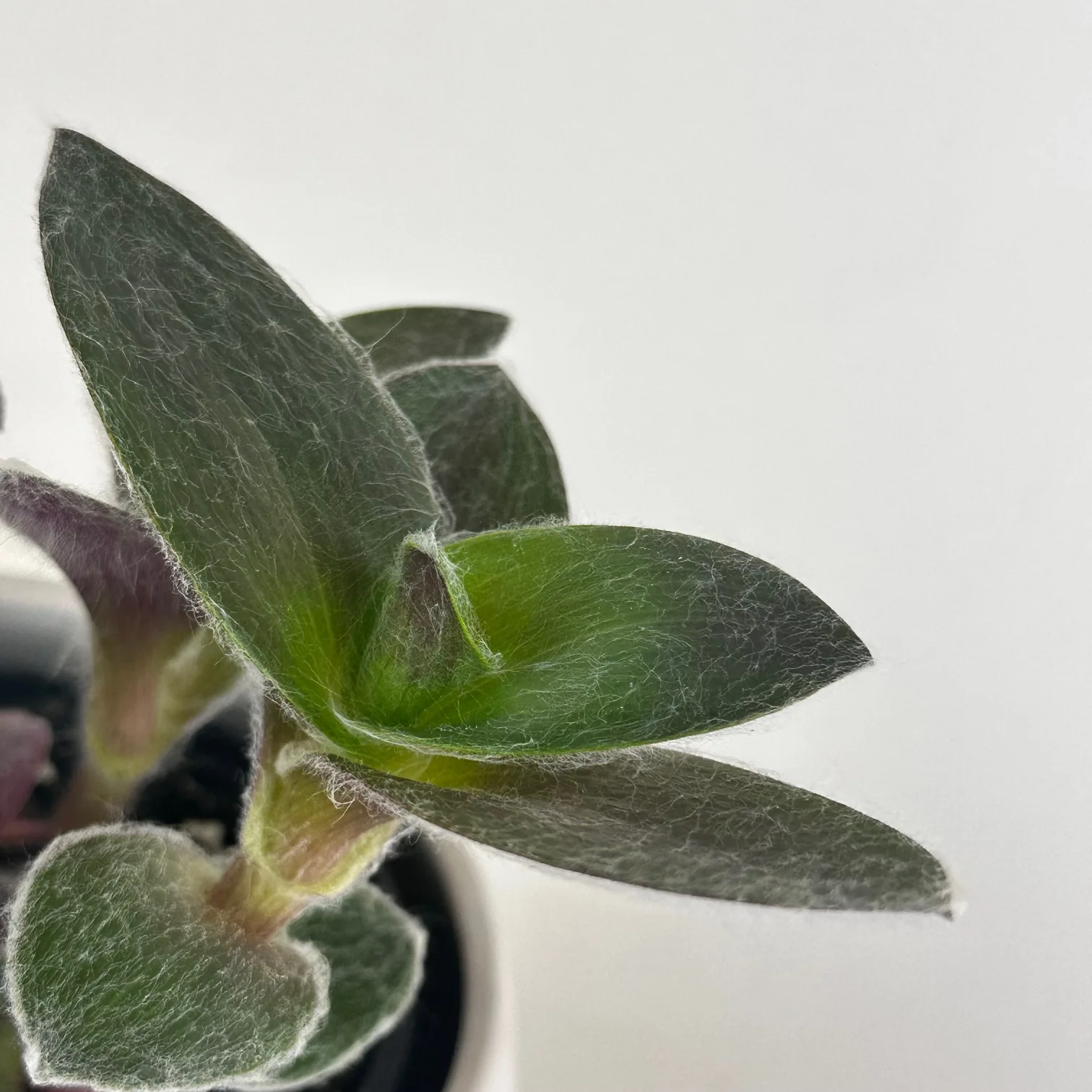 Tradescantia sillamontana 4in. - Image 3