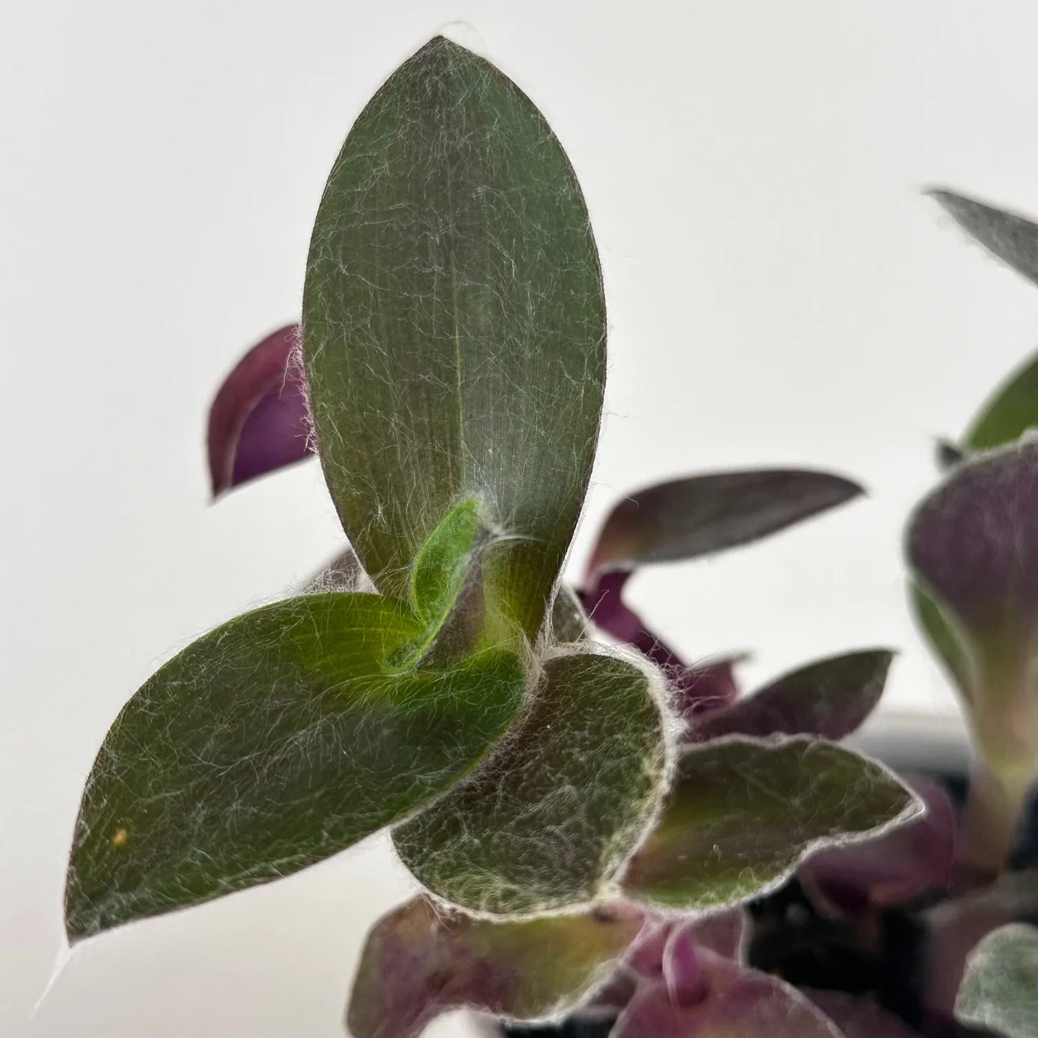 Tradescantia sillamontana 4in. - Image 4