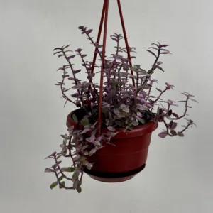 Turtle Vine 'Pink Panther' 4in HB