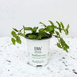 Hoya Emerald Surf 9cm