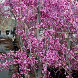 Redbud, Weeping 'Lavender Twist'
