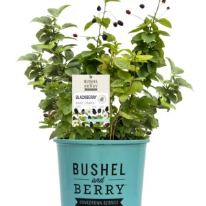 Blackberry 'Baby Cakes' 19CM