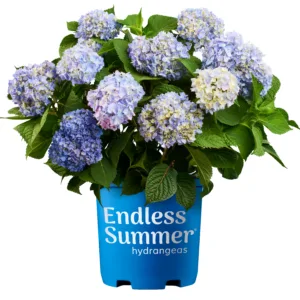 Hydrangea 'Endless Summer'