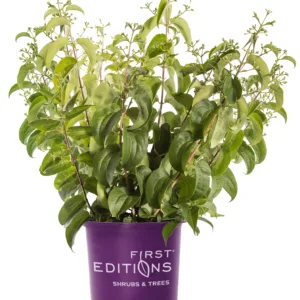 Seven Son Flower 'Tianshan' G3