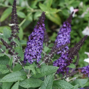 Butterfly Bush 'Pugster Blue' G3