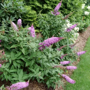Butterfly Bush 'Pugster Pinker'