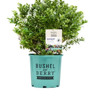 Blueberry 'BerryBux' 19CM
