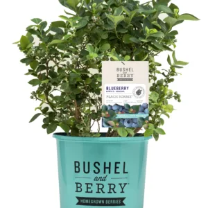 Blueberry 'Peach Sorbet' 19CM