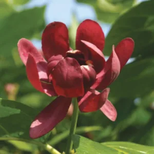 Sweetshrub 'Aphrodite' G3