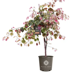 Redbud 'Carolina Sweetheart'