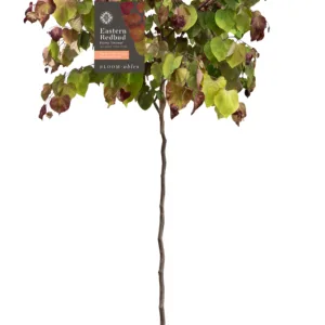 Redbud 'Flame Thrower'