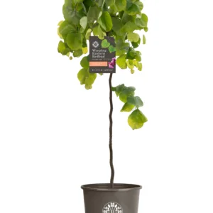 Redbud, Weeping 'Golden Falls'