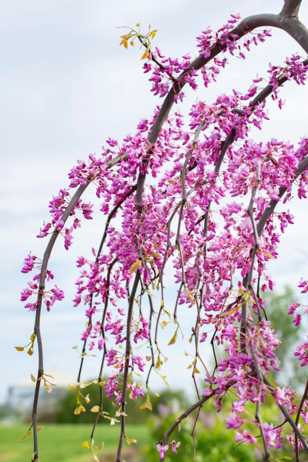 Redbud, Weeping 'Golden Falls' - Image 4