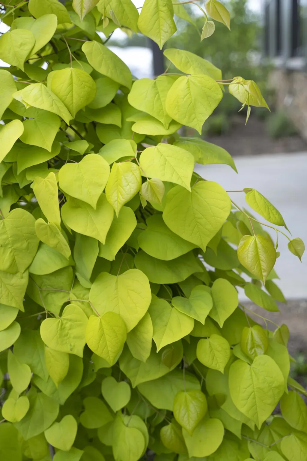 Redbud, Weeping 'Golden Falls' - Image 3