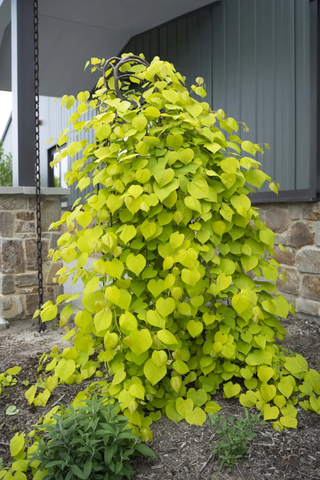 Redbud, Weeping 'Golden Falls' - Image 2