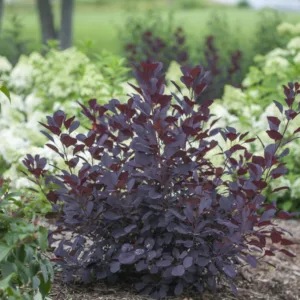 Smokebush 'Winecraft Black' G3